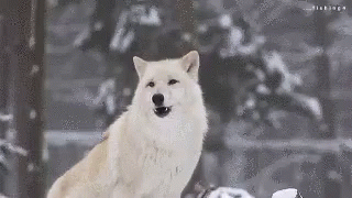 Wolf Howl GIF - Wolf Howl Howling - Discover & Share GIFs